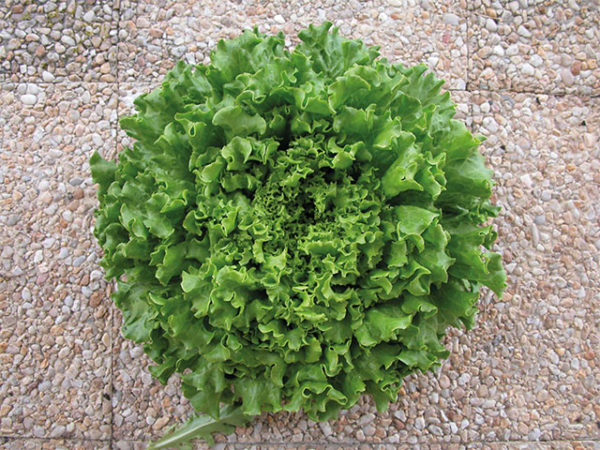 Maritima